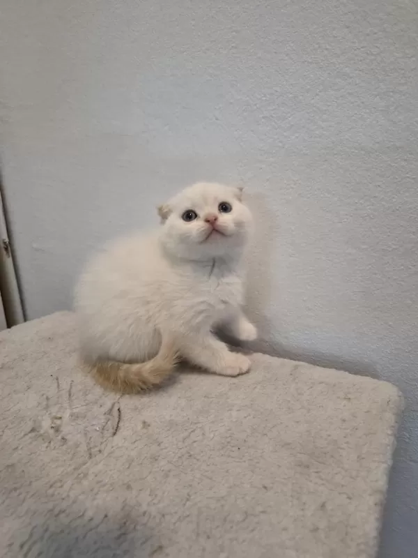 Kendi Scottish Fold Bebeğimiz