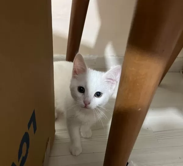 Van Kedimden Doğdu Ama Babası Van Değil