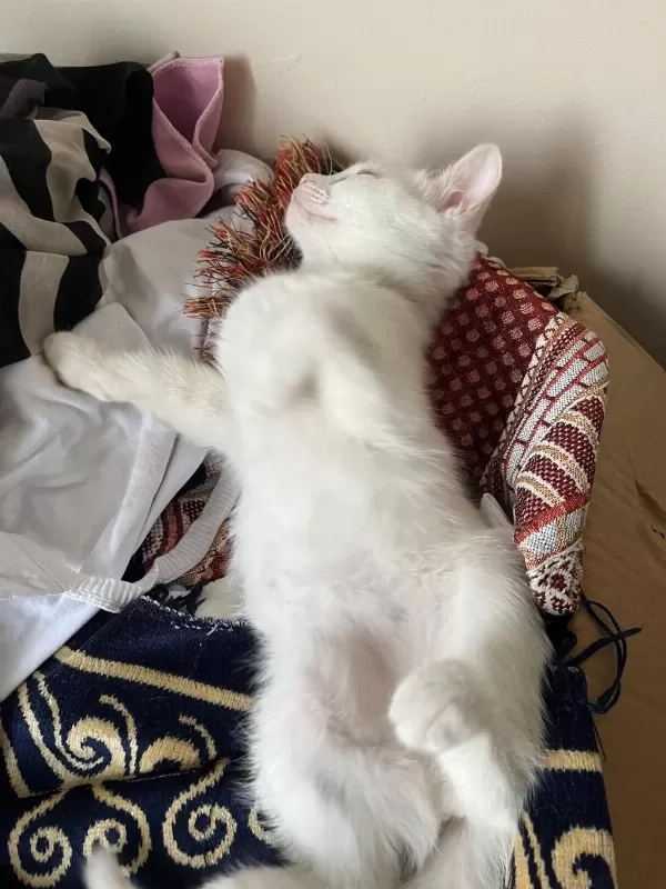 Van Kedimden Doğdu Ama Babası Van Değil