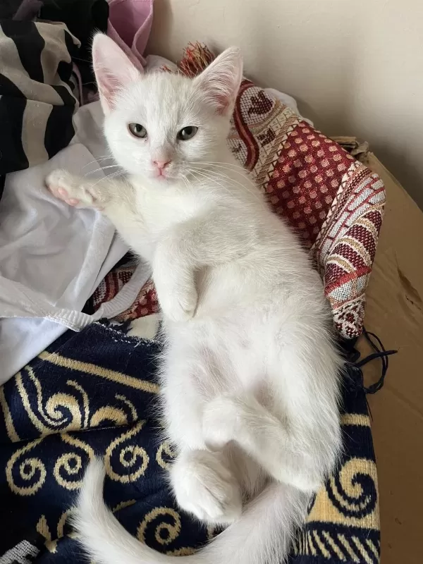 Van Kedimden Doğdu Ama Babası Van Değil