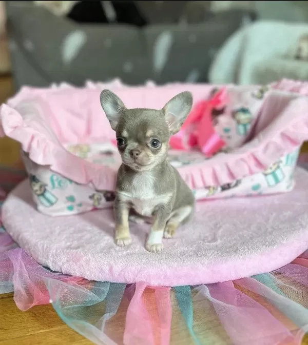 Mikro Chihuahua Bebeklerimiz Safkan İrk