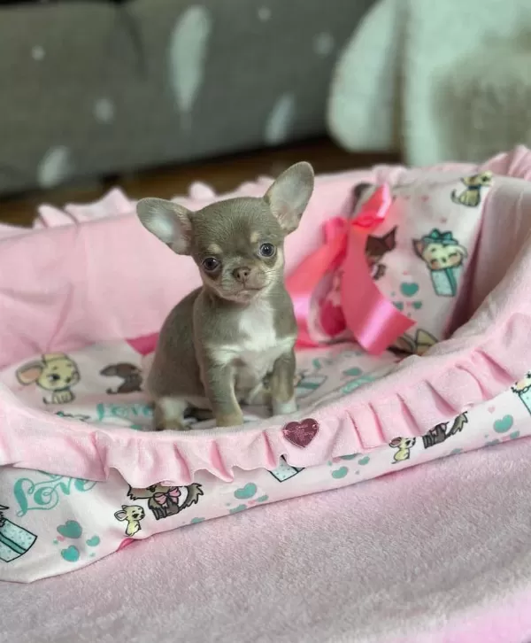 Mikro Chihuahua Bebeklerimiz Safkan İrk