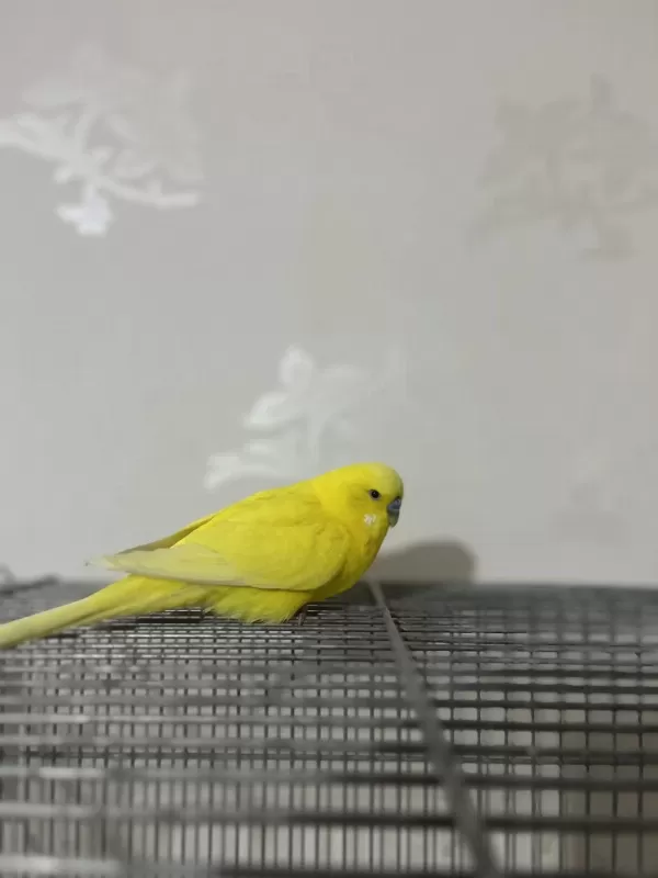 Sağlikli Jumbo Erkek Muhabbet Kuşu