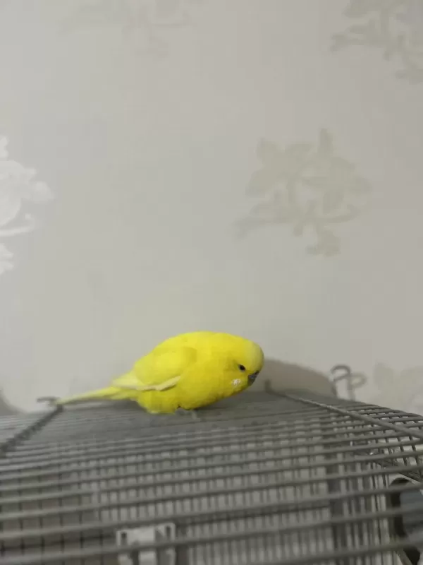 Sağlikli Jumbo Erkek Muhabbet Kuşu
