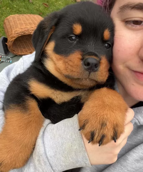Ev Ortamında Yetiştirilmiş Rottweiler Yavrularımız