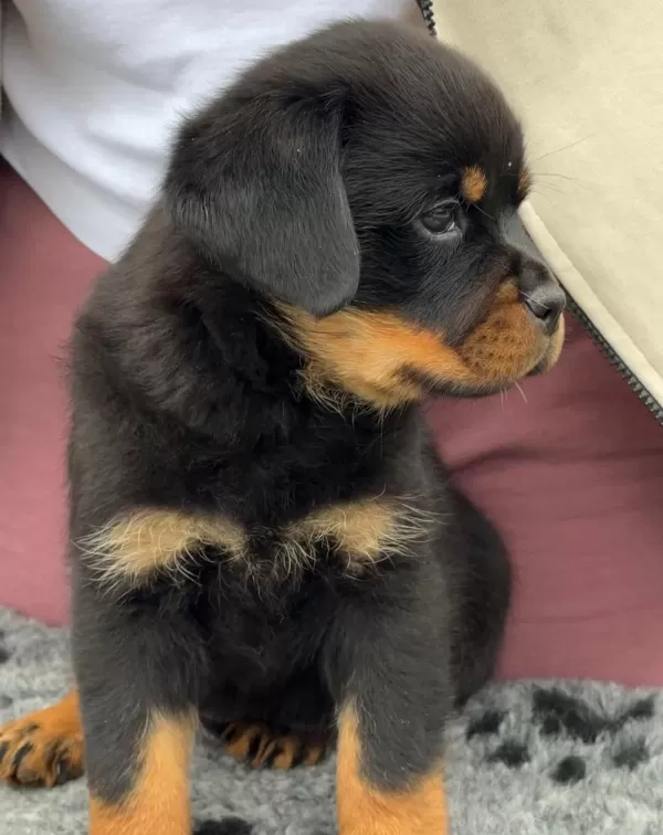 Ev Ortamında Yetiştirilmiş Rottweiler Yavrularımız