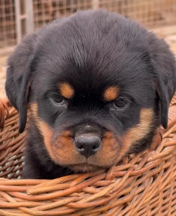 Ev Ortamında Yetiştirilmiş Rottweiler Yavrularımız