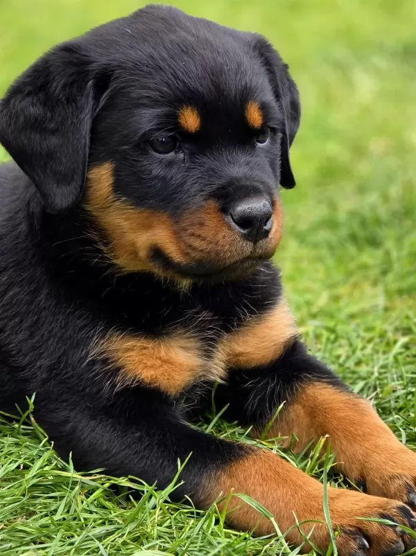 Ev Ortamında Yetiştirilmiş Rottweiler Yavrularımız