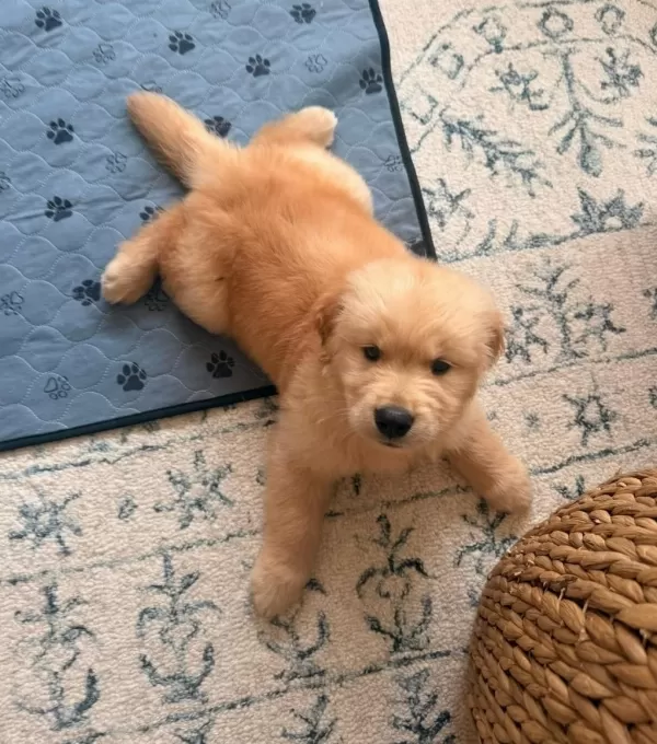 Ev Ortamında Yetiştirilmiş Golden Retriever Yavrularımız