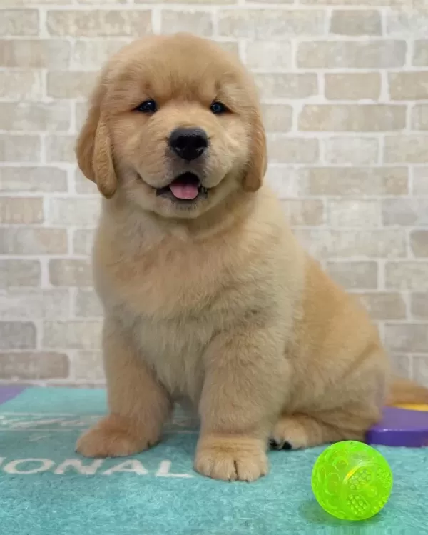Ev Ortamında Yetiştirilmiş Golden Retriever Yavrularımız
