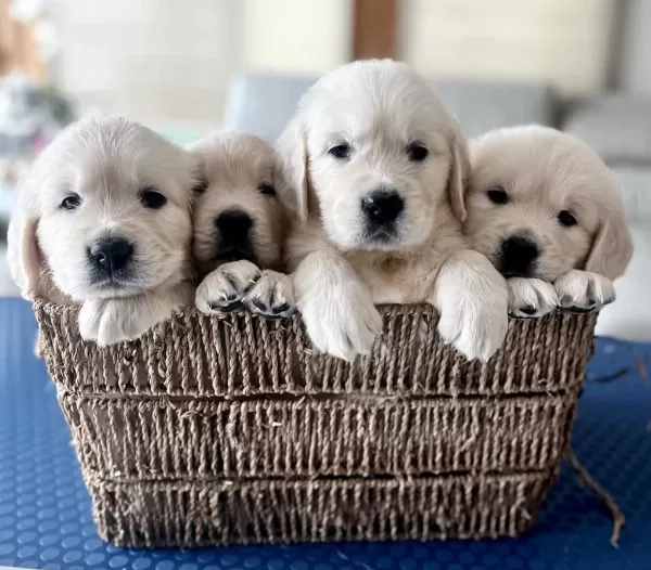 Ev Ortamında Yetiştirilmiş Golden Retriever Yavrularımız