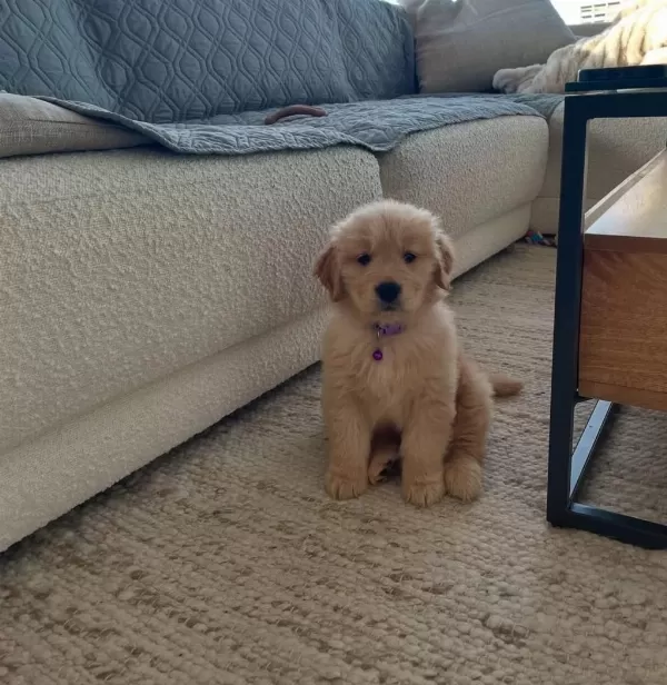 Ev Ortamında Yetiştirilmiş Golden Retriever Yavrularımız