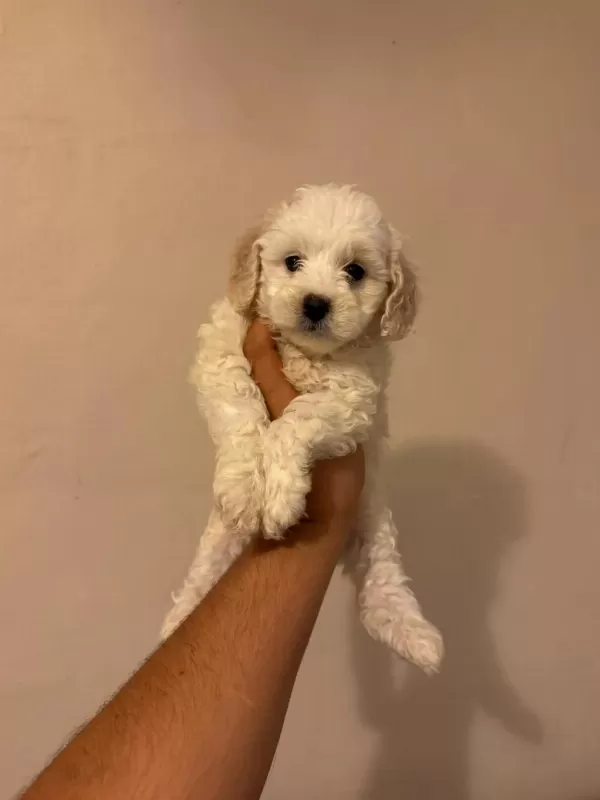 Kg Garantili Maltipoo Yavrularımız
