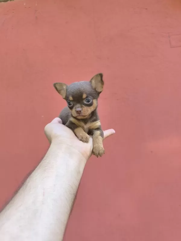 Orjinal 2 Kg Alti Anne Baba Garantili Köpekler Bardak Boy