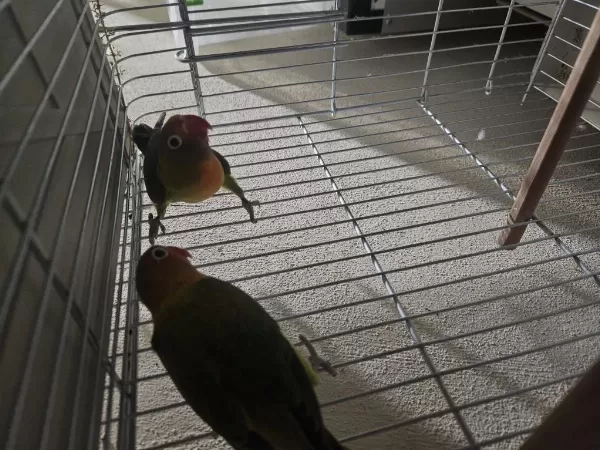Sağlıklı Cennet Papağanı