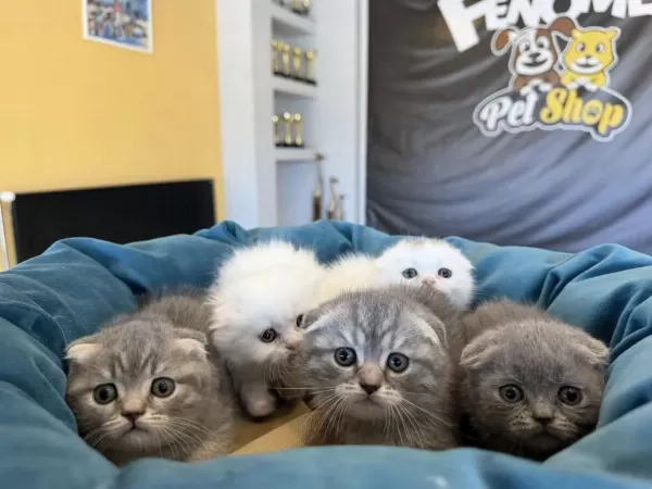 Top Kafa Orjinal Scottish Fold Yavrularımız Ank