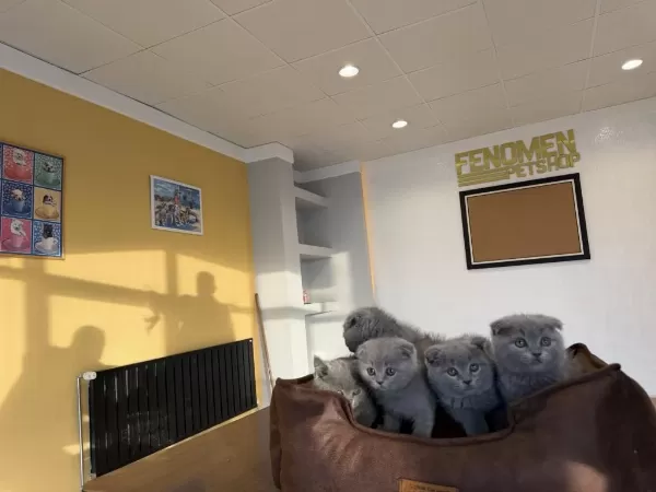Top Kafa Orjinal Scottish Fold Yavrularımız Ank