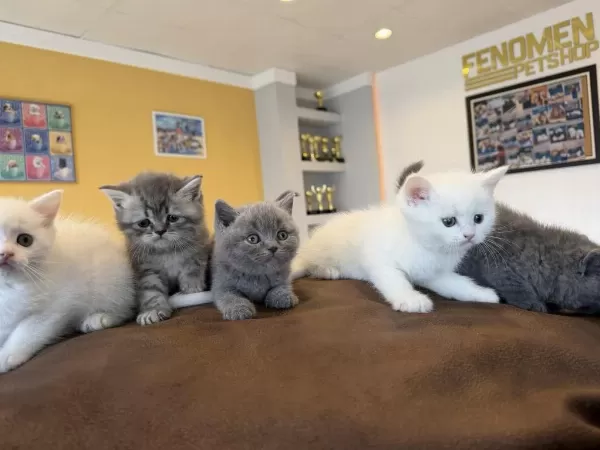 Top Kafa Orjinal Scottish Fold Yavrularımız Ank