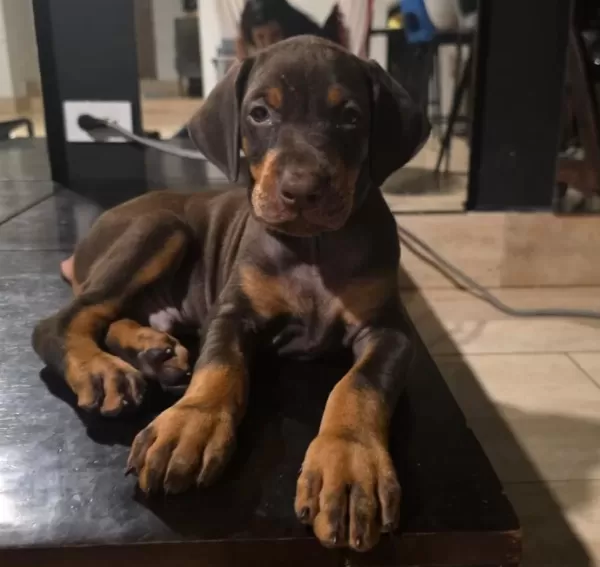 Ev Ortamında Yetiştirilmiş Doberman Yavrularımız