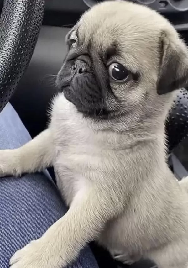 Harika Pug Safkan