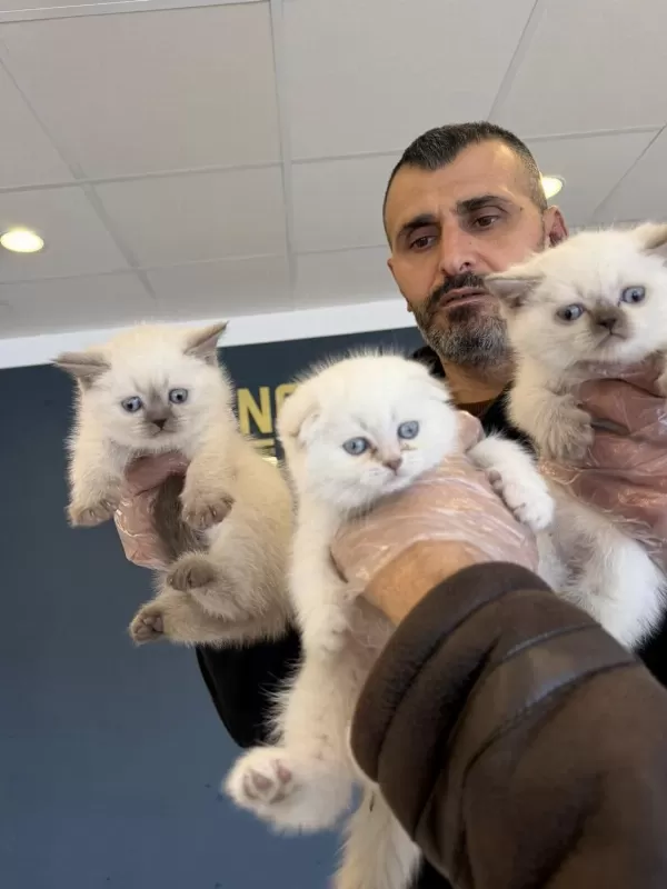 British Shorthair Yavruları Hazır Ankara