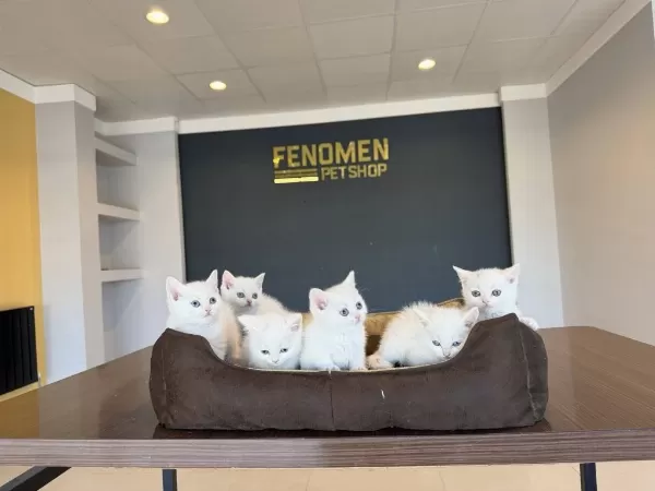 British Shorthair Yavruları Hazır Ankara