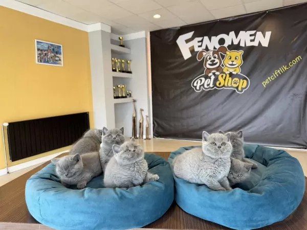 British Shorthair Yavruları Hazır Ankara