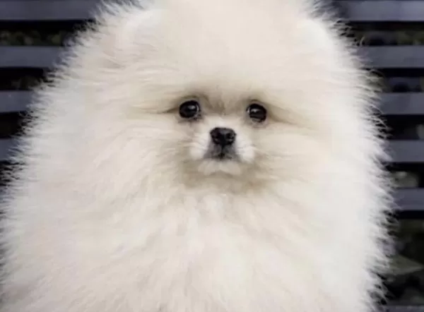 Yavrumuz Pomeranian Boo