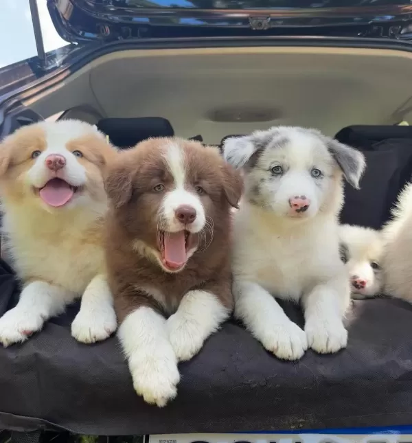 Ev Ortamında Yetiştirilmiş Border Collie Yavrularımız