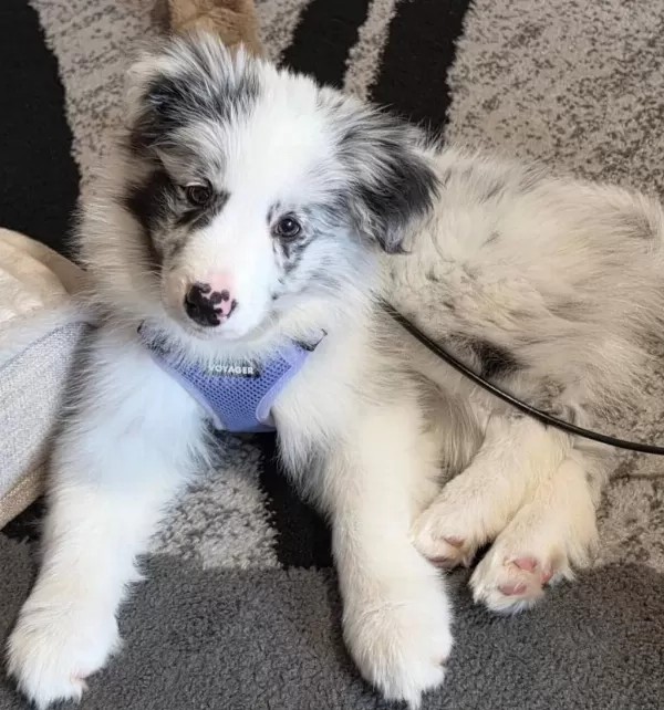 Ev Ortamında Yetiştirilmiş Border Collie Yavrularımız
