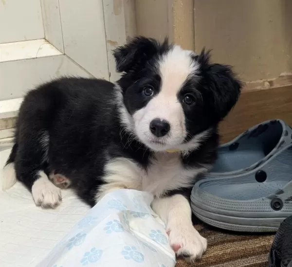 Ev Ortamında Yetiştirilmiş Border Collie Yavrularımız
