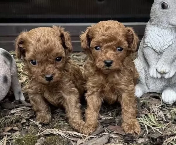Toy Poodle Kore Cins