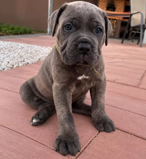 Ev Ortamında Yetiştirilmiş Cane Corso Yavrularımız