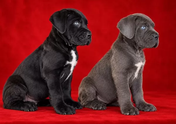 Ev Ortamında Yetiştirilmiş Cane Corso Yavrularımız