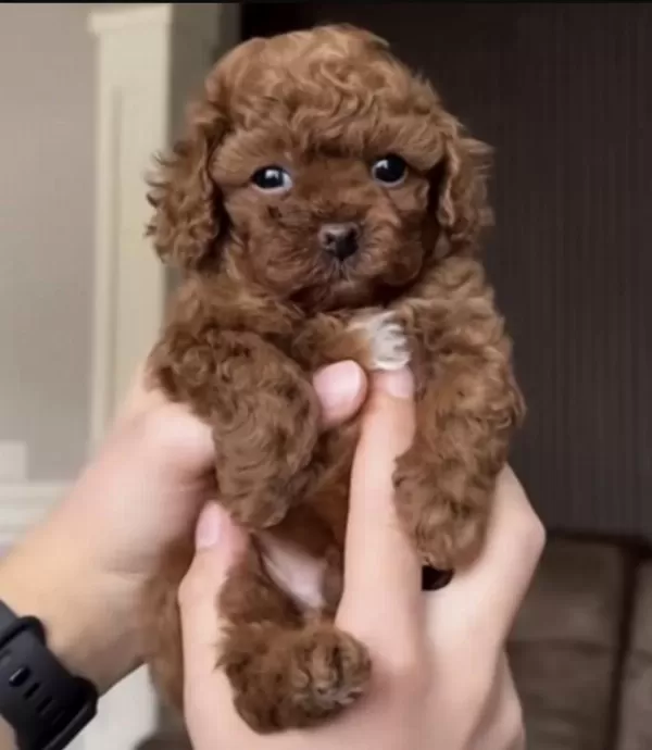 Toy Poodle Kore Köpekler