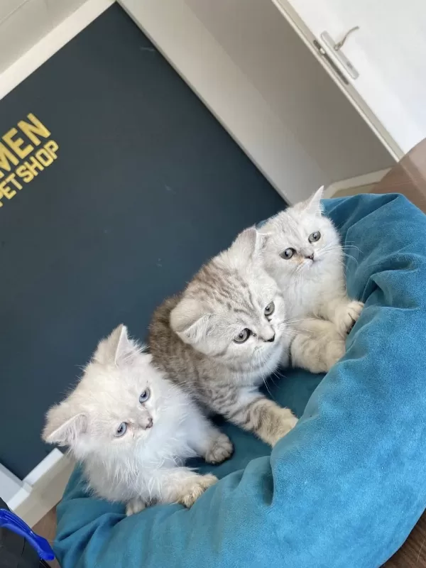En Güzel Brıtısh Shorthair Yavrular Ankara