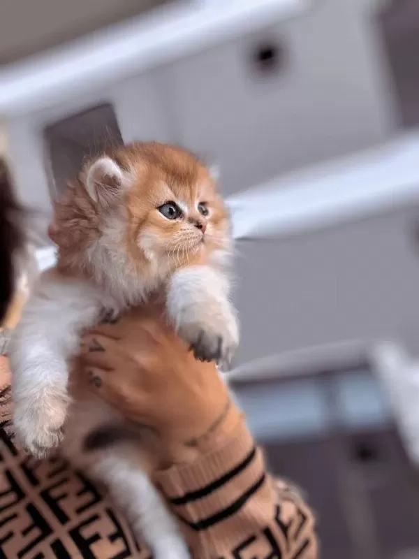 Golden British Longhair Yavrular