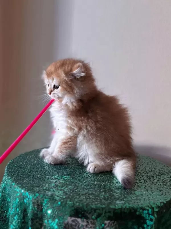 Golden British Longhair Yavrular