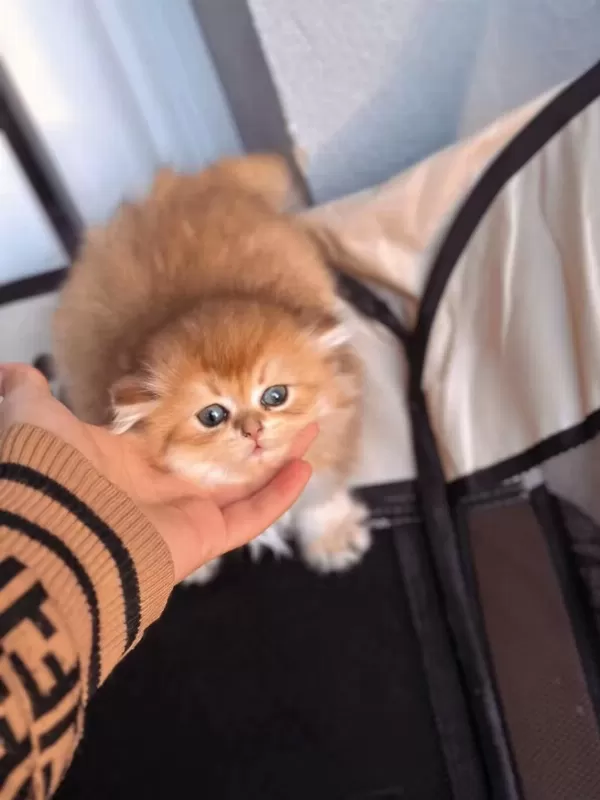 Golden British Longhair Yavrular