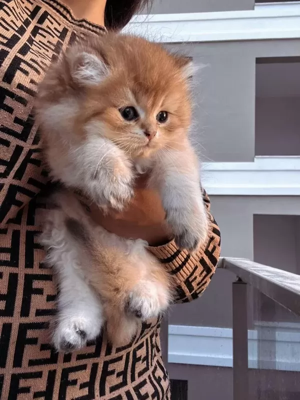 Golden British Longhair Yavrular