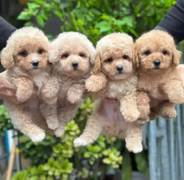 Çağrı Çemçemin Sizin İçin Seçtiği Yavrular