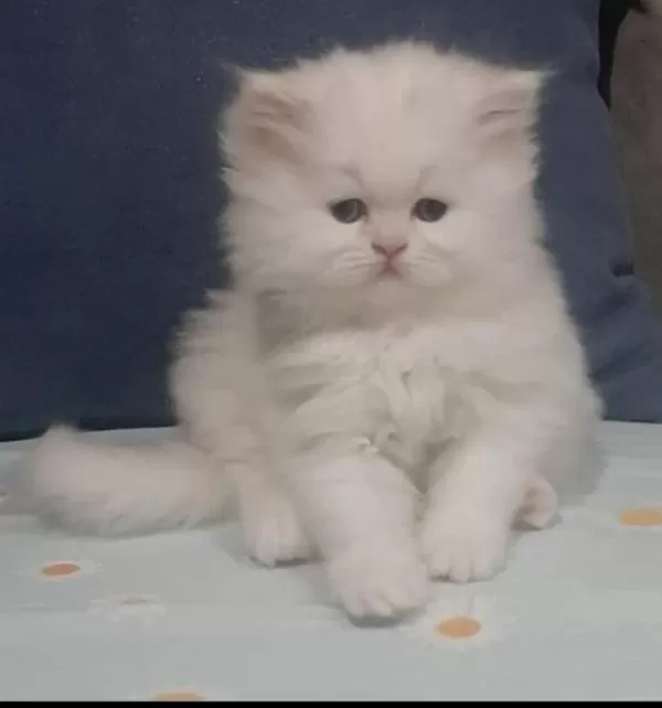 İran Chinchilla Yavru Kediler