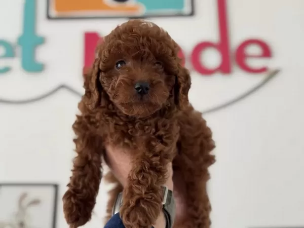 Redbrown Toy Poodle Yavrularımızı Canlı Görün