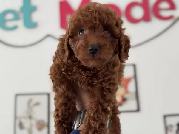 Redbrown Toy Poodle Yavrularımızı Canlı Görün