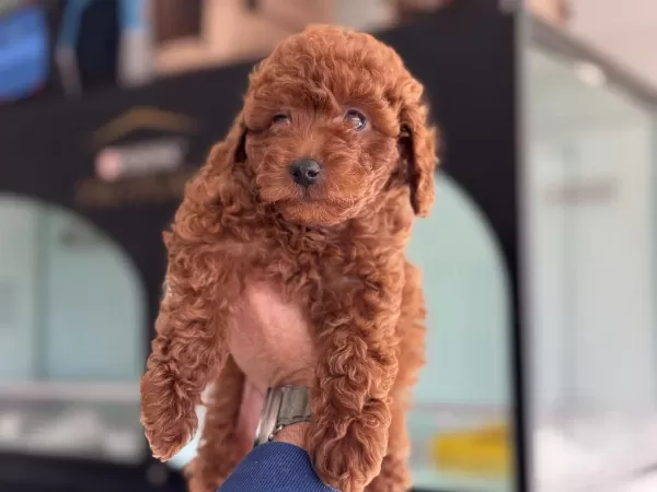 Redbrown Toy Poodle Yavrularımızı Canlı Görün