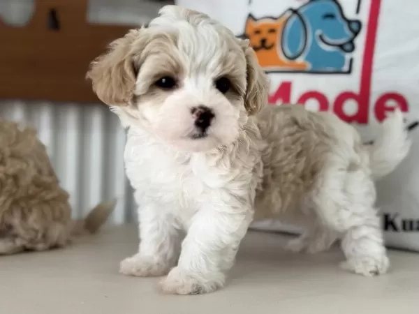 Ruhsatlı Çiftlilde Ziyarete Açık Kore Tea Cup Maltipoo