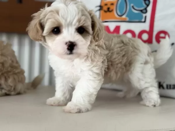 Ruhsatlı Çiftlilde Ziyarete Açık Kore Tea Cup Maltipoo