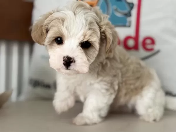Ruhsatlı Çiftlilde Ziyarete Açık Kore Tea Cup Maltipoo