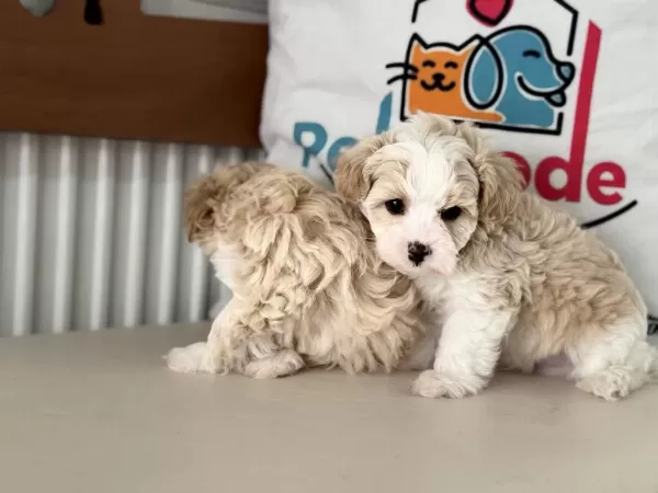 Ruhsatlı Çiftlilde Ziyarete Açık Kore Tea Cup Maltipoo