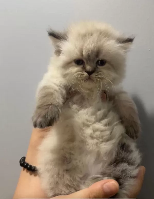 İran Chinchilla Yavru Kedimiz